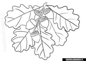 Dąb kolorowanka liście żołądź