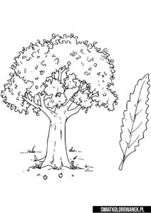 Drzewo Kasztan kolorowanka