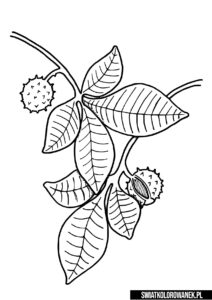 Kasztanowiec liść i kasztany