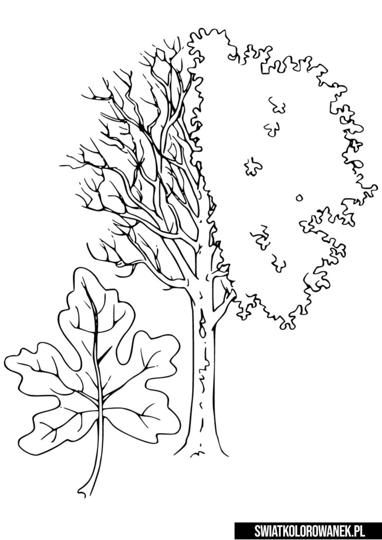 Kolorowanka drzewo Klon