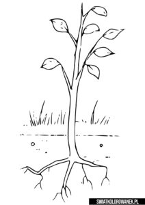 Sadzonka drzewa kolorowanka