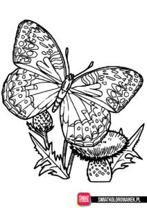 Motyl kolorowanka