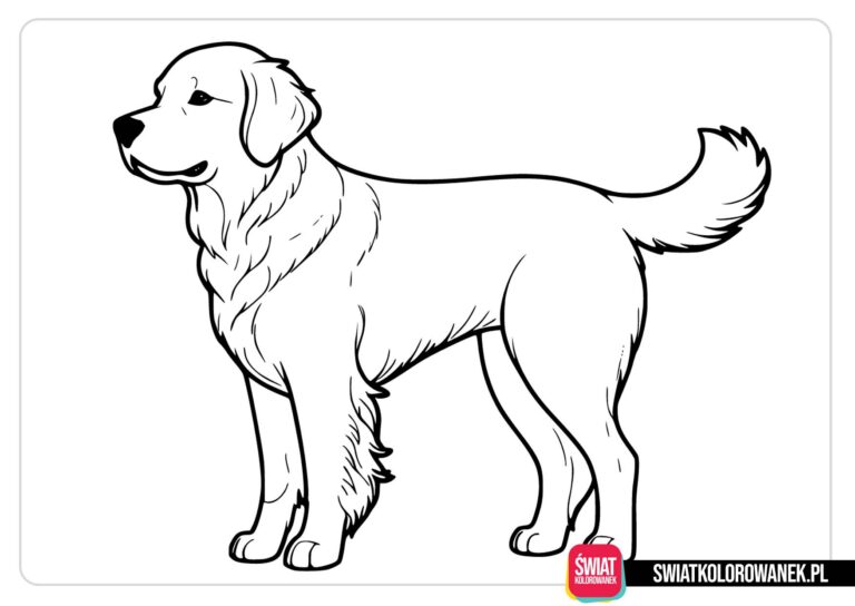 Golden retriever kolorowanka