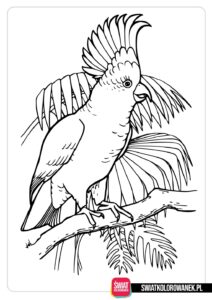 Kolorowanka papuga kakadu