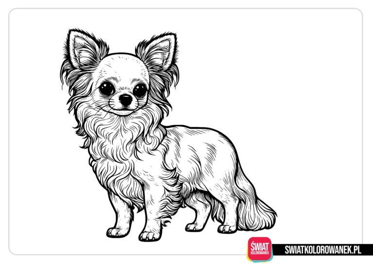 Piesek Chihuahua kolorowanka
