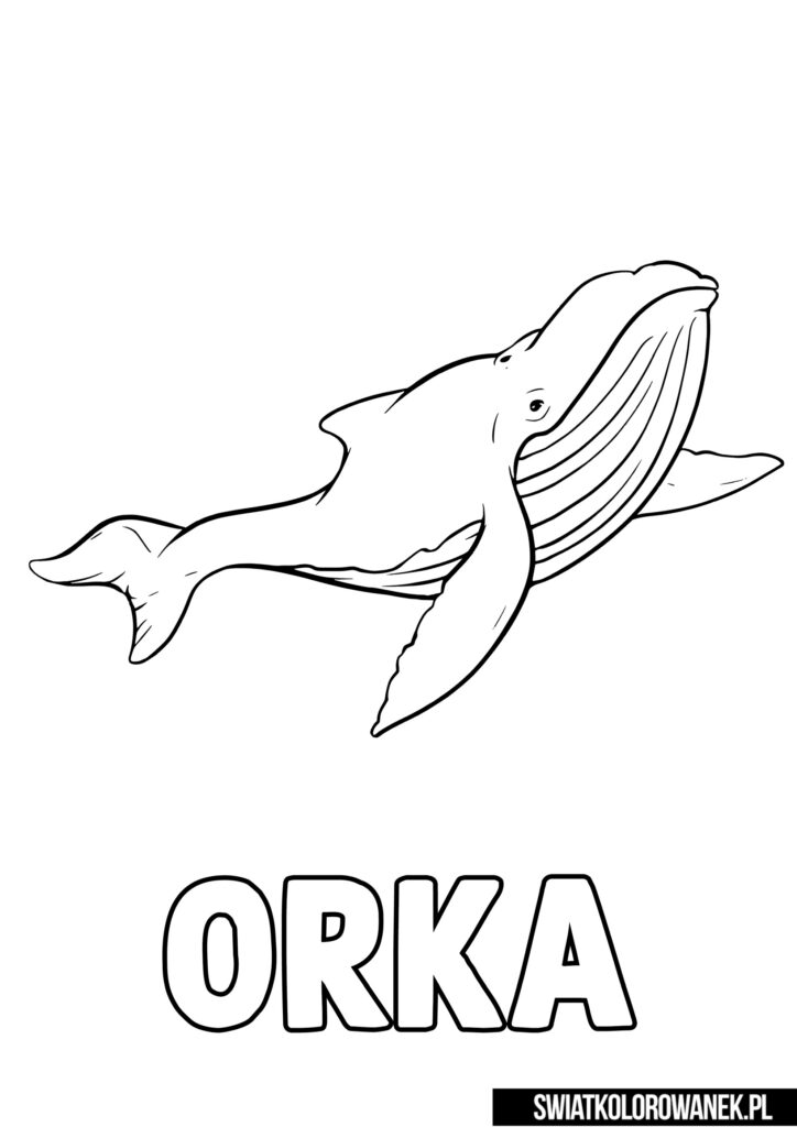 Orka kolorowanka do druku